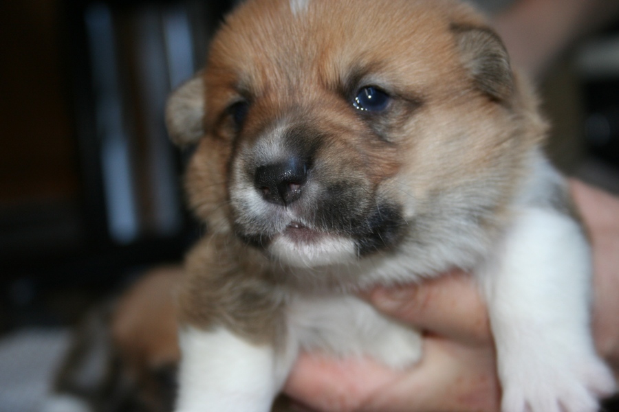 Puppies